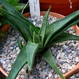 Haworthia scabra v. morrisiae P1230963.JPG